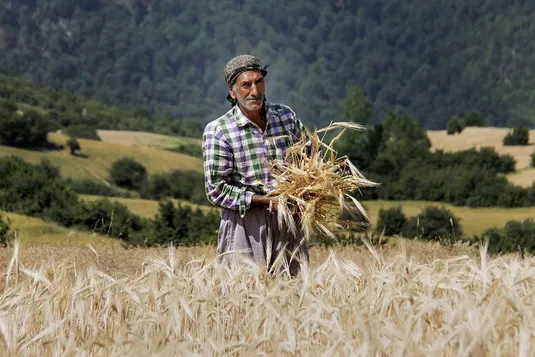 پرداخت فقط یک&zwnj;پنجم پول گندم&zwnj;کار؛ آقایان لطفا امنیت غذایی را به خطر نیندازید