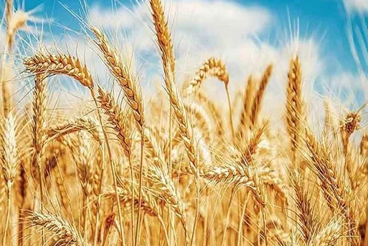 خرید تضمینی گندم به ۱۱ میلیون و ۸۰۰ هزارتن رسید
