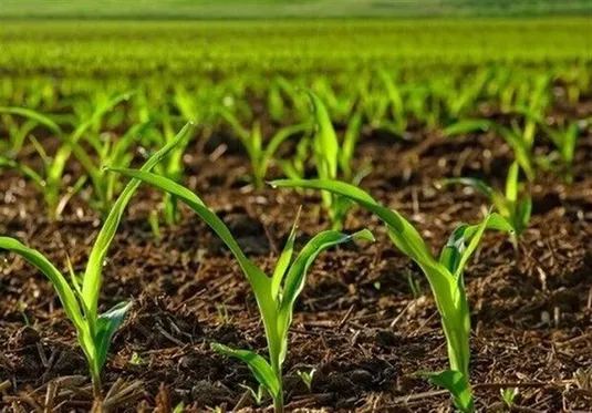 ورود سرمایه&zwnj;های خرد راه حلی برای دستیابی به خودکفایی محصولات اساسی