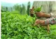 تجارت خارجی چای در ۱۰ ماهه نخست سال ۱۴۰۴
