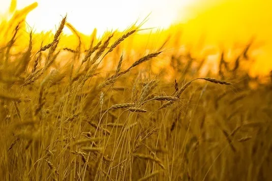 بی توجهی به اصلاح قیمت خرید تضمینی گندم منجر به توسعه کشت جو می&zwnj;شود