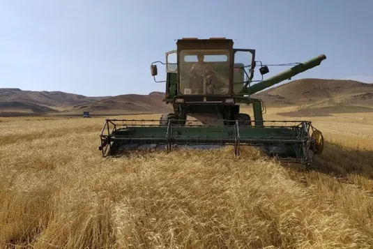 خشکسالی تولید گندم را کاهش داد