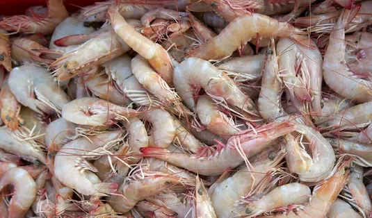هدف&zwnj;گذاری تولید ۲ میلیون و ۶۰۰ هزار تُن آبزی تا سال ۱۴۱۱