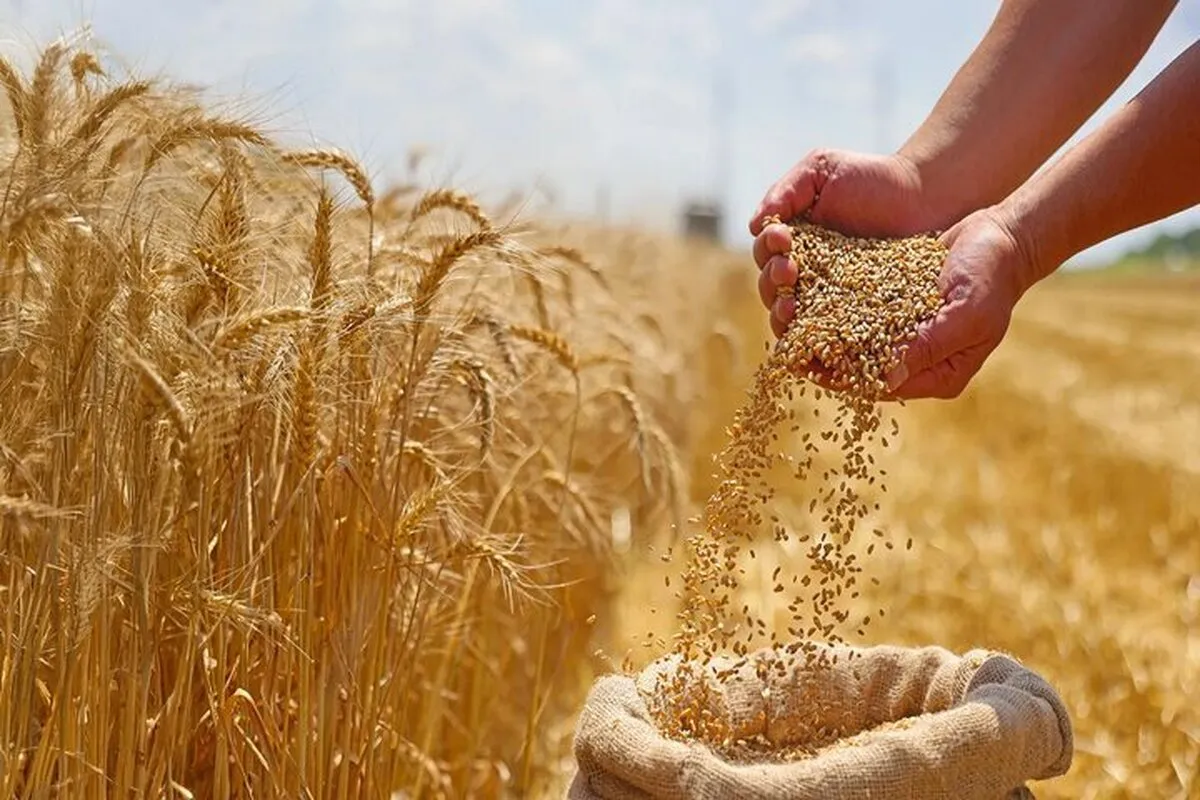 دلار برای گندم ۲۸ هزار و ۵۰۰ تومان می‌ماند