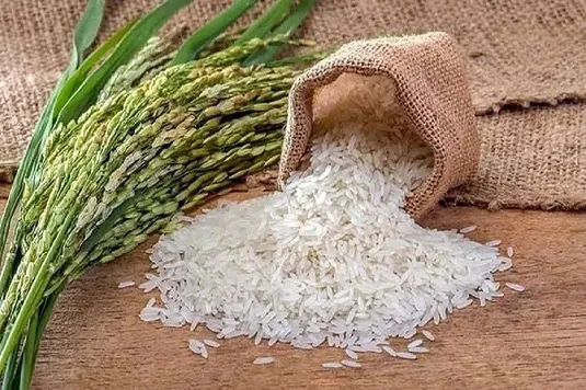 لاهوتی: واردات بی&zwnj;رویه برنج فاجعه&zwnj;ای اقتصادی برای کشاورزان رقم می&zwnj;زند