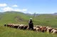 نهاده گران، گوشت گران‌تر