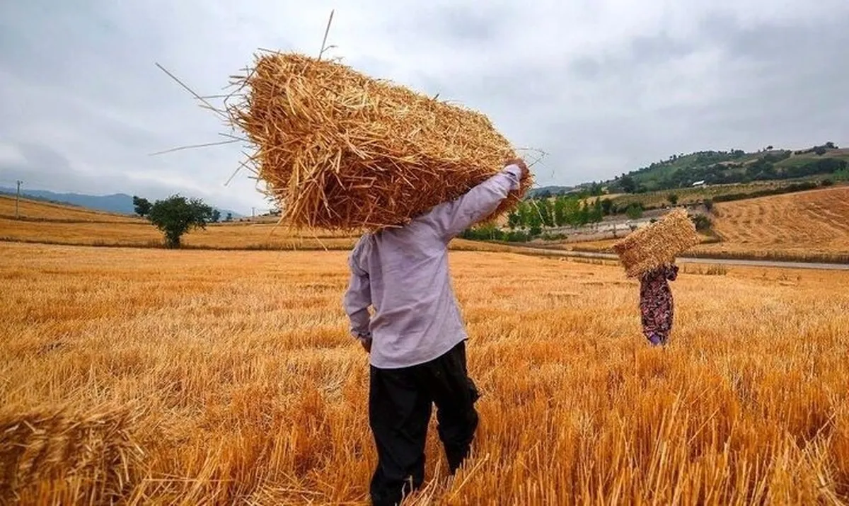کمیته تخصصی برای توافق قیمت گندم سه‌شنبه تشکیل می‌شود