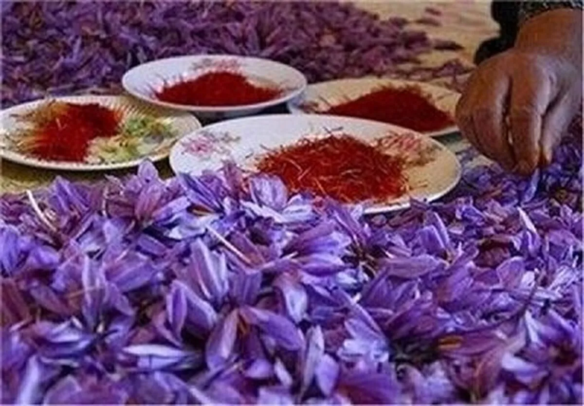 آیا زعفران می‌تواند باعث سقط جنین شود؟