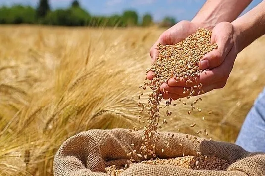 قیمت گندم چقدر گران می&zwnj;شود؟
