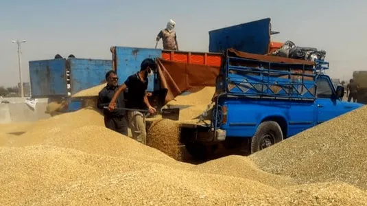 گندم از چرخه خرید تضمینی خارج شد