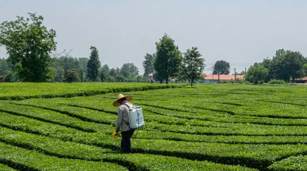 چای