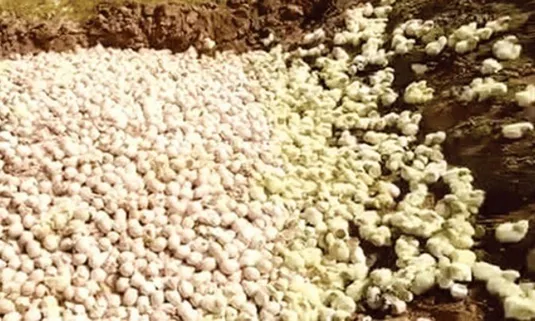 وزارت جهاد کشاورزی دلایل جوجه&zwnj;کُشی را توضیح داد