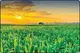 پشت پرده اصرار وزارت جهاد کشاورزی به کشت فراسرزمینی