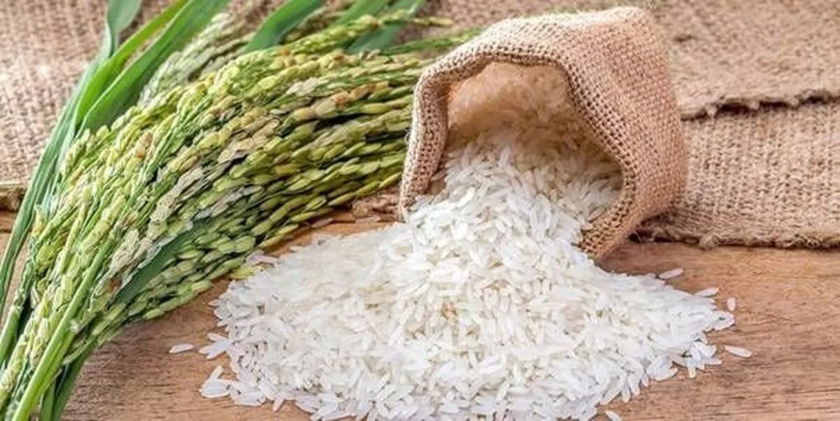 تولید برنج هیبرید در دستور کار وزارت جهاد کشاورزی