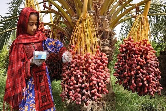 گردش مالی خرما در بازار داخل و صادرات ۱.۵ میلیون دلار است