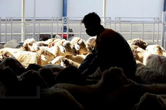 قیمت دام زنده تهران ۲۲ دی ۱۴۰۳ + جدول