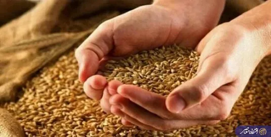 پس از حذف ارز ترجیحی؛ پیشنهاد جدید برای گندم: هر کیلو ۴۲ هزار تومان به جای ۲۹٫۵۰۰ تومان