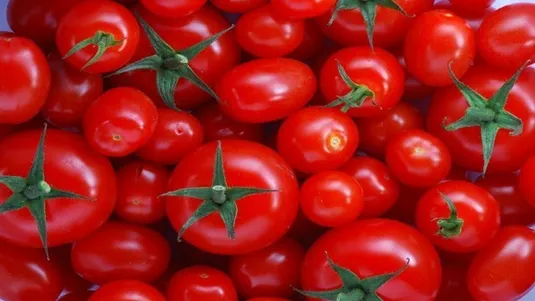 وابستگی ۹۸ درصدی کشور به بذر هیبرید وارداتی
