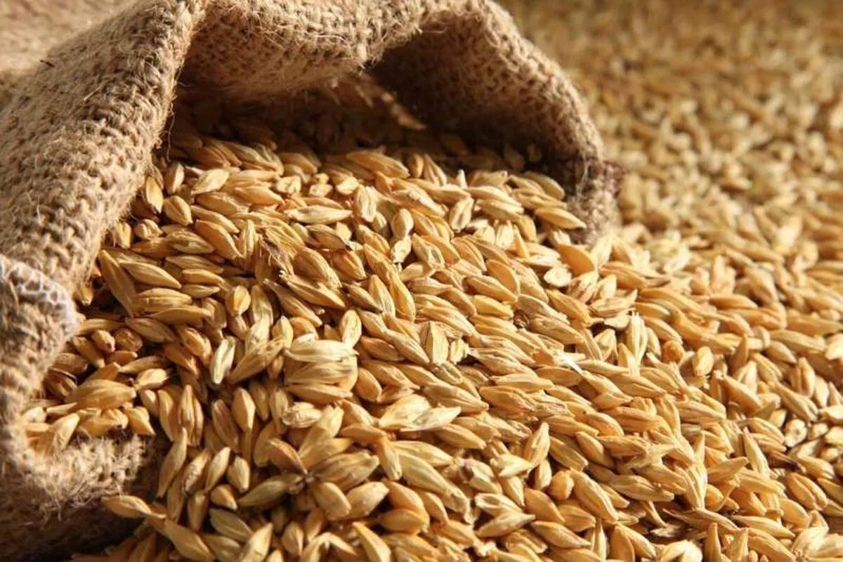 جو به سبد وارداتی ایران از استرالیا افزوده شد