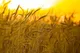 قیمت گندم تا هفته آینده اعلام می‌شود/ در حال تهیه بسته حمایتی برای گندم هستیم