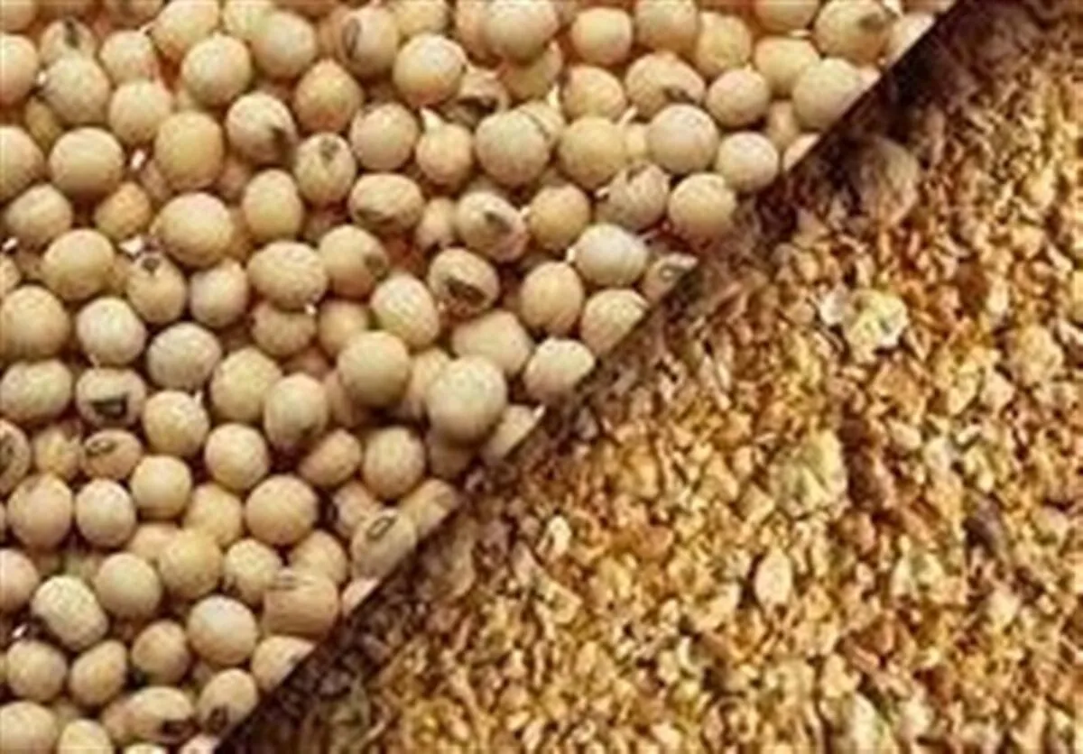 سقف واردات دانه‌های روغنی و کنجاله افزایش یافت