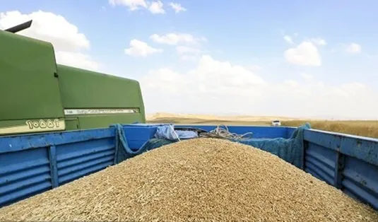 ۱.۲ میلیون تن گندم کیفی برای حفظ ذخایر استراتژیک وارد شد