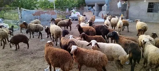 قیمت جدید دام&zwnj;زنده امروز ۱۷ مهر ۱۴۰۳ اعلام شد + جدول