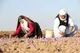 امضای تفاهنامه فائو با دانشگاه علوم پزشکی مشهد برای ارتقای روش‌های سنجش اصالت زعفران