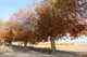 کاهش ۸۲ درصد بارش‌های ایران/ پاییز از تابستان هم خشک‌تر شد