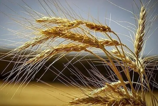 ۸۷ درصد مطالبات گندمکاران بابت خرید تضمینی گندم&zwnj;کاران پرداخت شده است