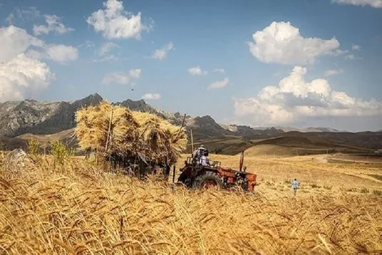 گندمکاران ۳۳ همت از دولت طلبکارند