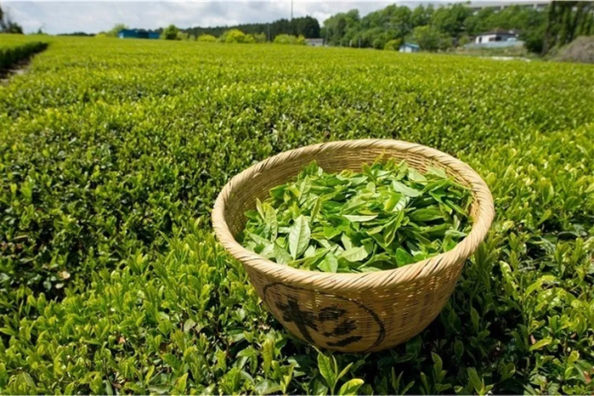 بیش از ۱۰۴ هزار تن برگ سبز چای تحویل دولت شد