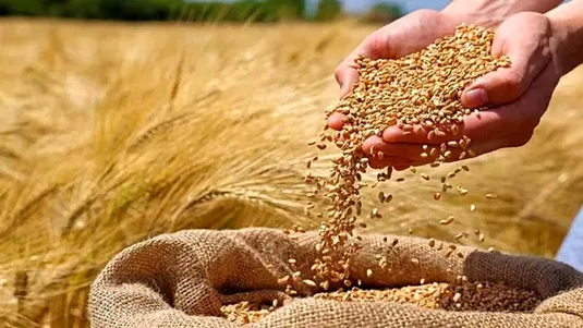 قیمت تضمینی گندم تا پایان شهریور نهایی می شود