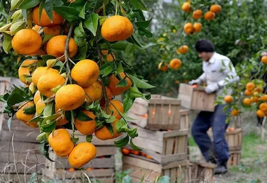 پرتقال و نارنگی، محبوبترین میوه&zwnj;های پارسال