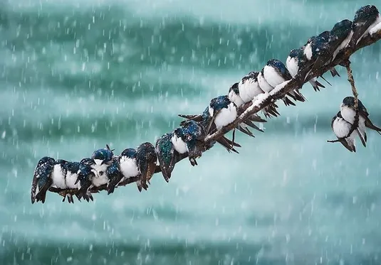 هشدار هواشناسی/ بارش برف و باران در ۱۶ استان