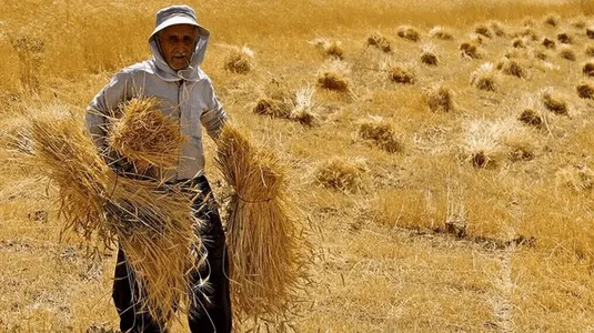 ۵۰ همت از مطالبات گندم&zwnj;کاران به زودی واریز می&lrm;شود