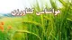 ضرورت اتخاذتمهیدات لازم برای کاهش خسارات تگرگ در باغات