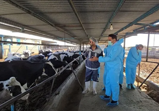 ۸۰ درصد حق بیمه تب برفکی دام&zwnj;ها توسط دولت پرداخت می&zwnj;شود
