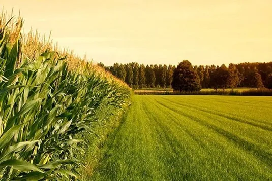 اجرای طرح جهش تولید در ۶ میلیون هکتار از دیم&zwnj;زارهای کشور