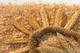 قیمت مصوب سبوس گندم اعلام شد